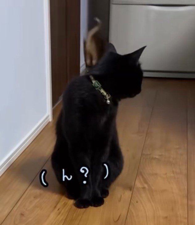 横を通り過ぎていった子猫をふり返る黒猫