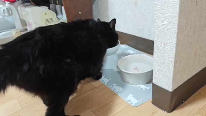 ごはんを食べる猫