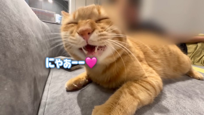 テロップ「にゃあーー」