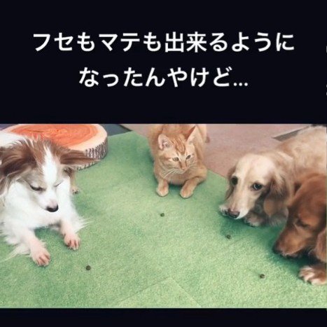 犬とフセをする猫