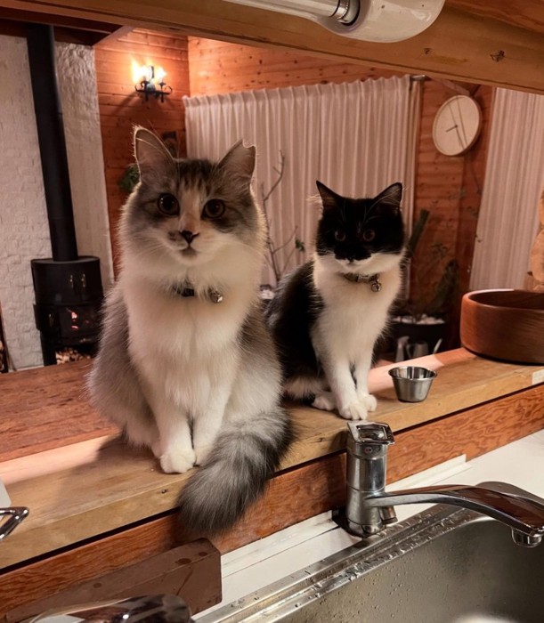 もふもふ wild leopard fur jacket ZC30086