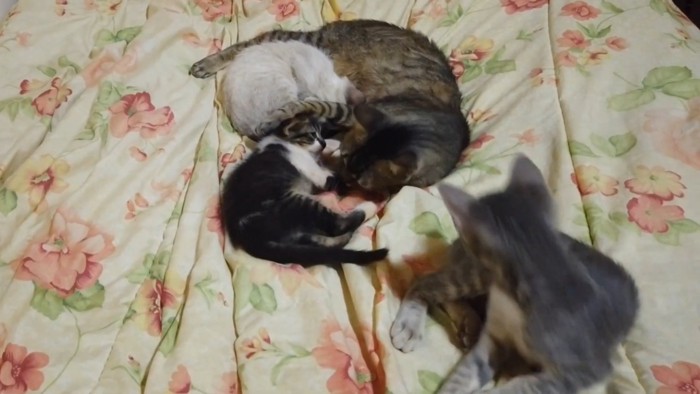 シーツに集う4匹の猫ちゃんたち