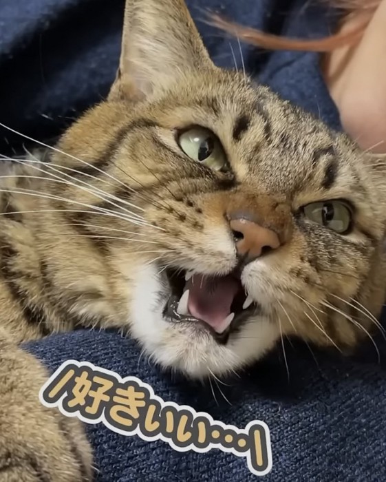 「好きぃぃ...」のテロップ写真