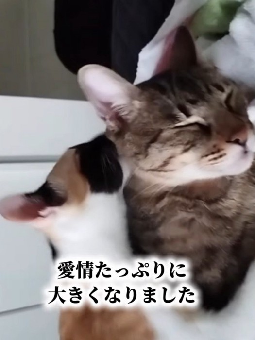 キジトラ猫の毛づくろいをする三毛猫