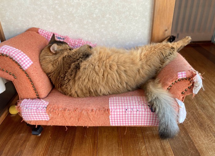 ソファで仰向けに眠る猫