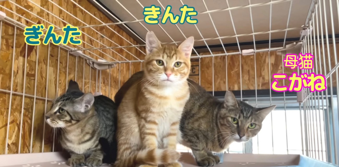 母猫と子猫2匹