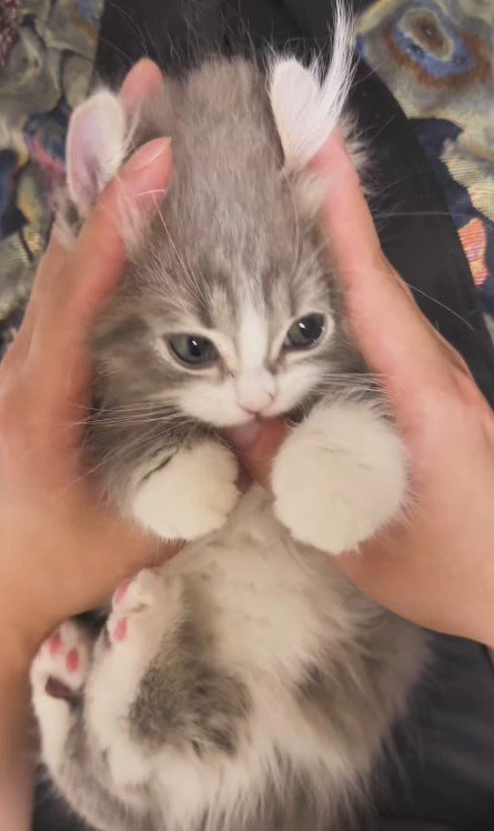 押さえつけられた猫