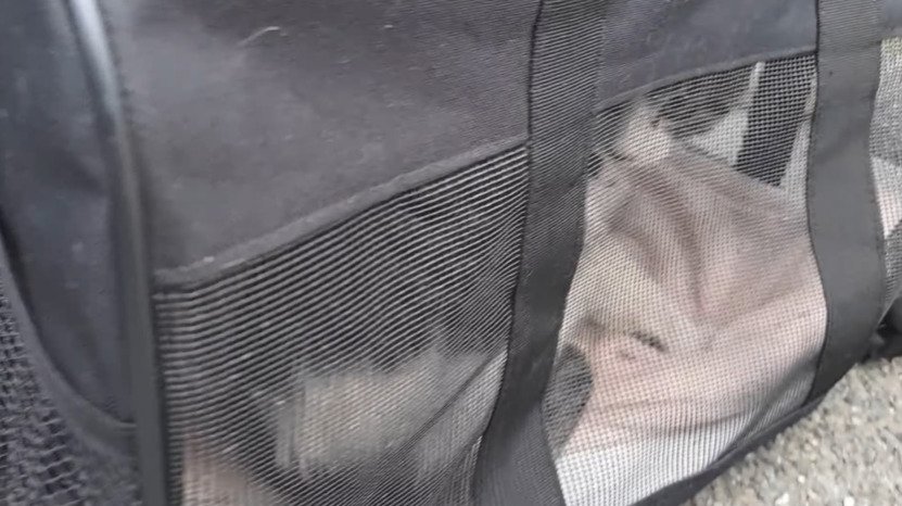 キャリーに入った子猫