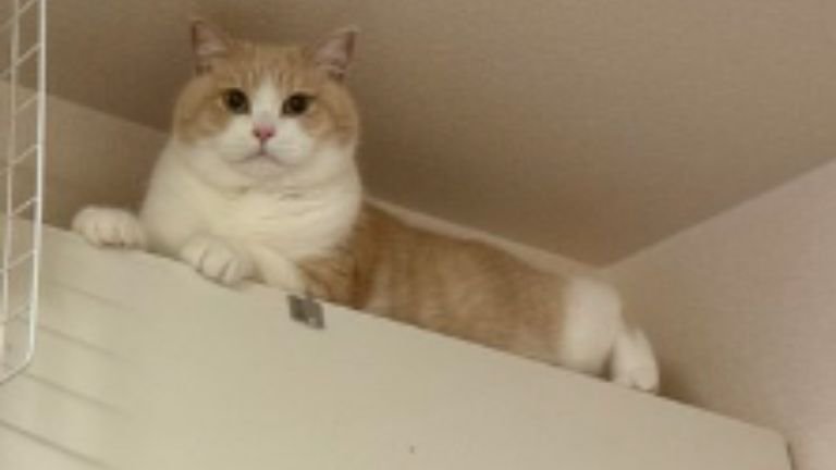 エアコンの上にいる猫