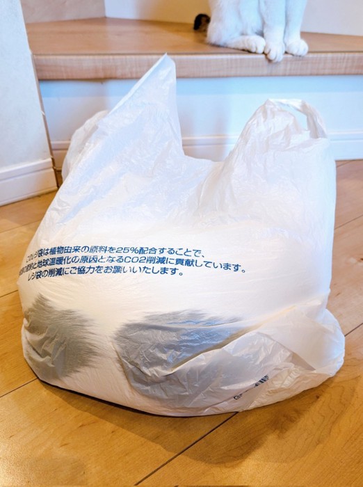 自らビニール袋に入るきに丸ちゃん