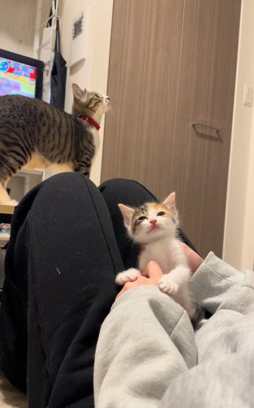 膝の上に座ってお腹をなでられている三毛の子猫
