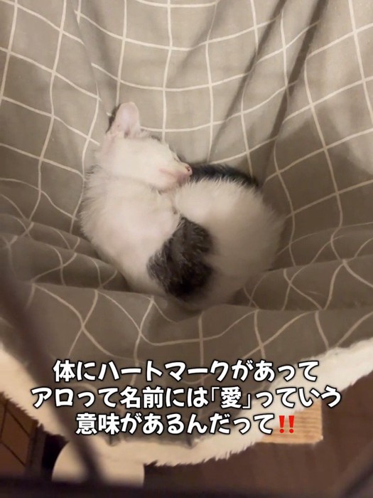 寝ている子猫