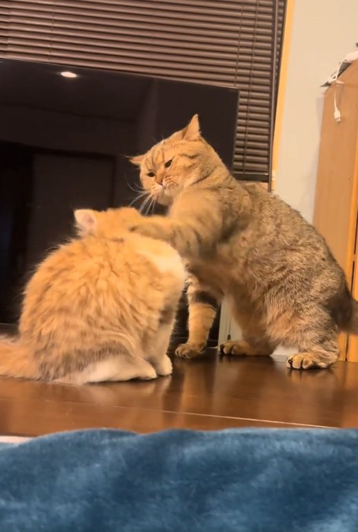 パンチする猫