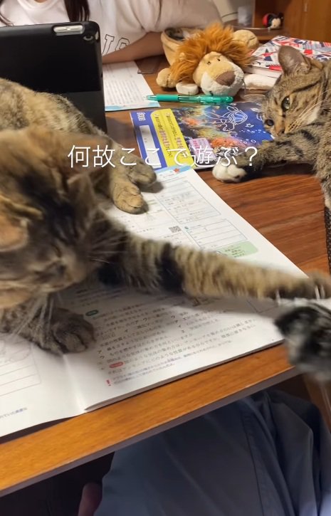 しっぽで遊ぶ猫
