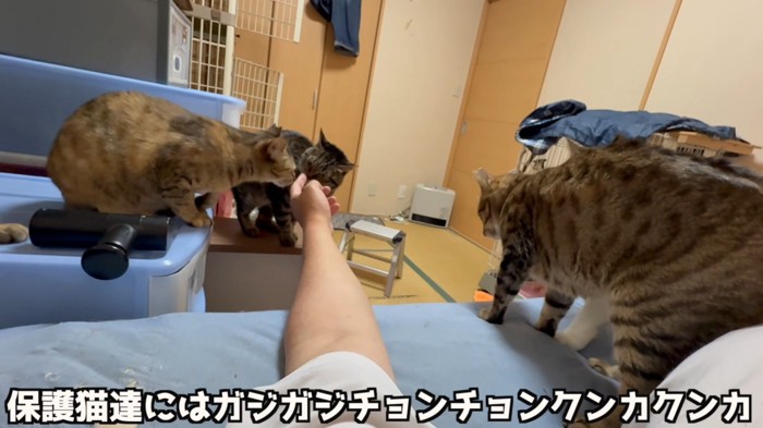 指に集まる猫たち