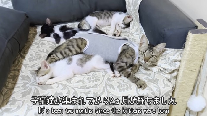 テロップ「子猫たちが生まれてから～」