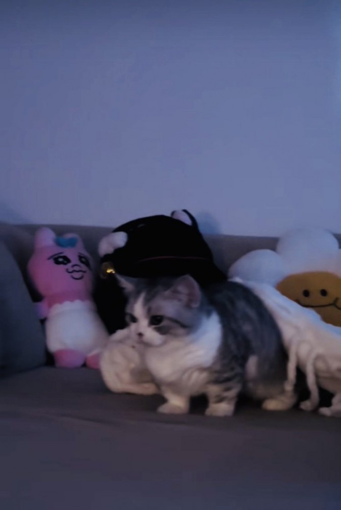 ソファで起き上がるミヌエット