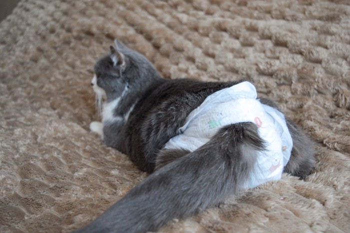 オムツをする猫