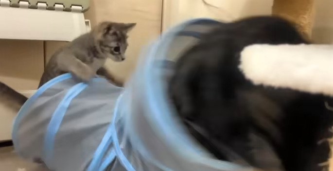 トンネルに飛び掛かる子猫