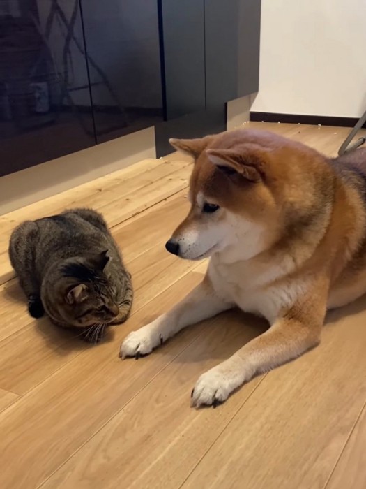 並んで座る猫と犬