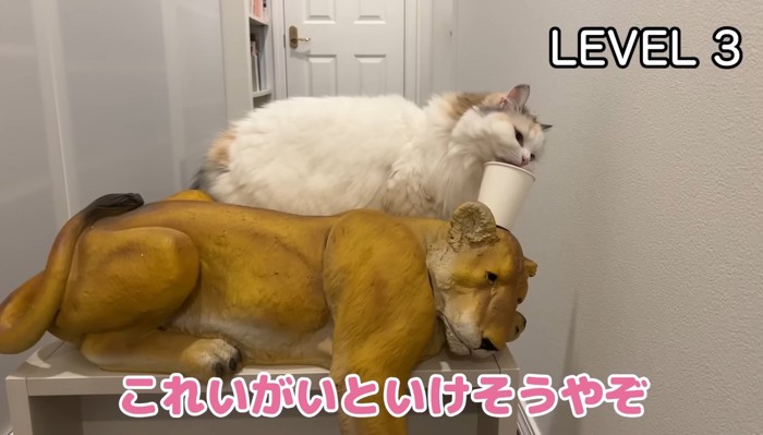 つくしちゃんとライオン