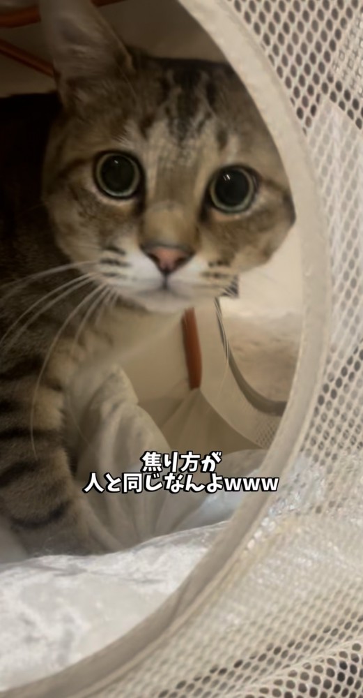 飼い主を焦った顔で見る保護猫