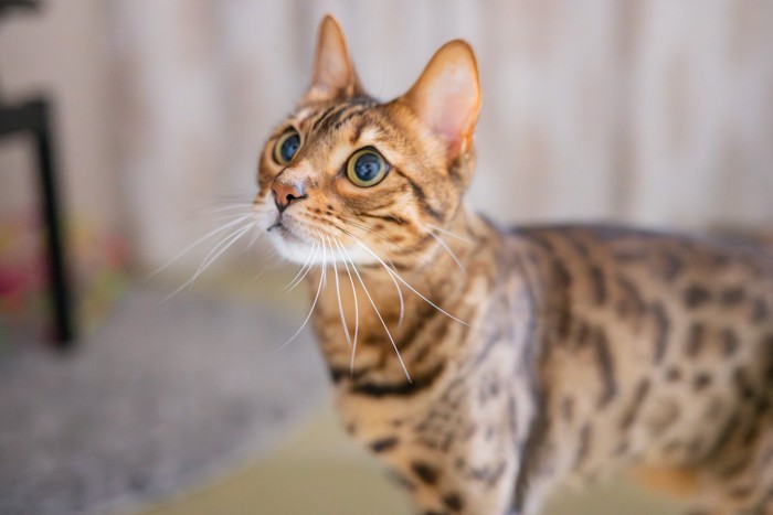 見つめる猫（ベンガルキャット）