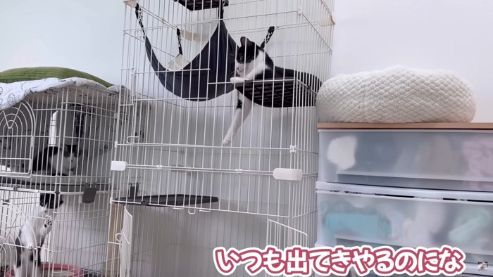 ケージから出てこないかんちゃん