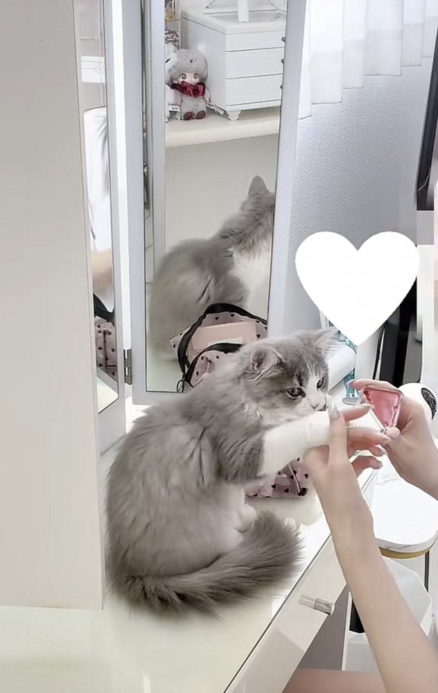 飼い主さんの手に触れる猫の写真3