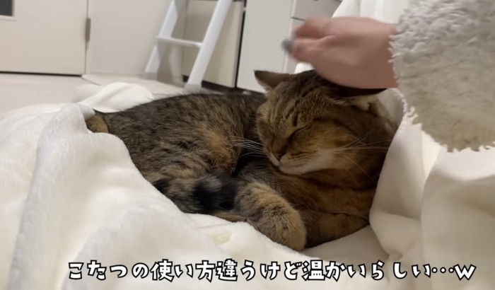 こたつ布団の上で飼い主さんに撫でられ目を細めるみにらくん