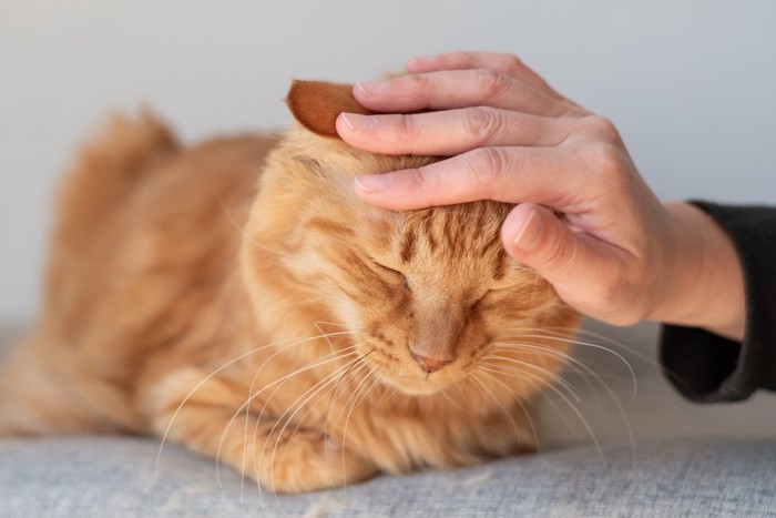 頭を撫でられている香箱座りの猫