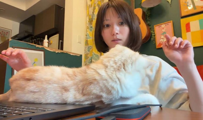 飼い主を噛む猫