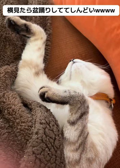 盆踊りのような姿で寝る猫