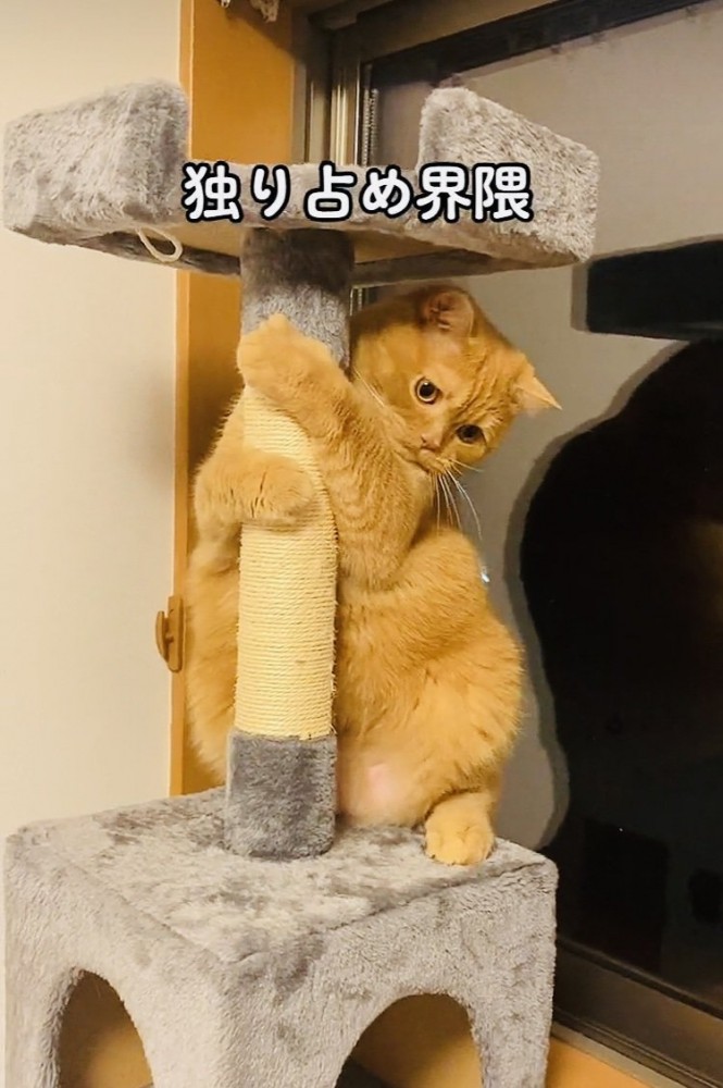 キャットタワーに抱きつくスコティッシュフォールド