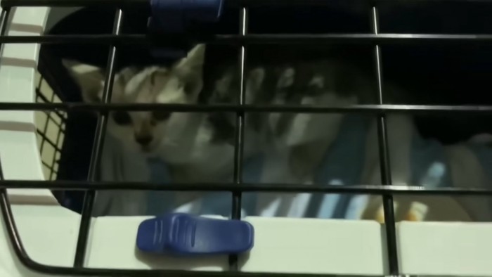 キャリーの中にいる子猫