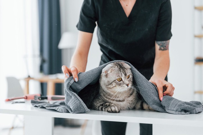 タオルをかける猫