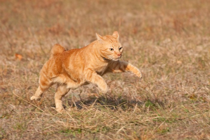 走る茶トラ猫