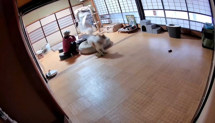 キャットタワー落下