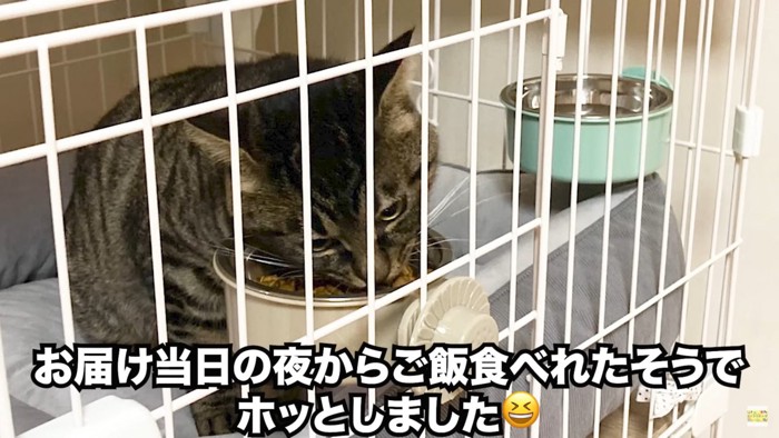 ごはんを食べるぴーすけくん