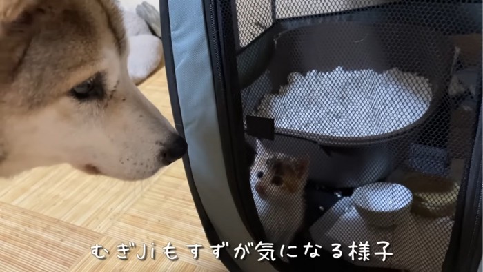 犬と子猫