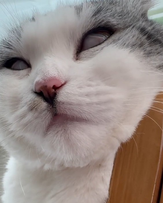 目を開けて寝る猫