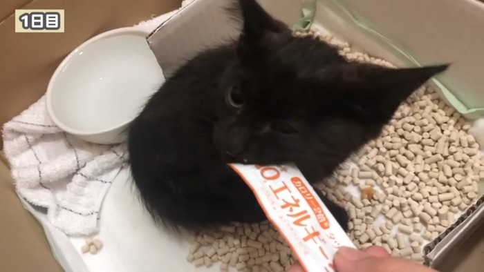 猫用おやつをもらう子猫