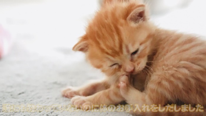 グルーミングする赤ちゃん猫