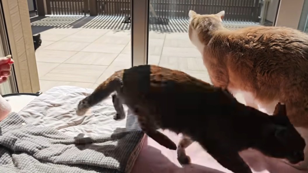 窓辺から逃げてしまった麦わら猫