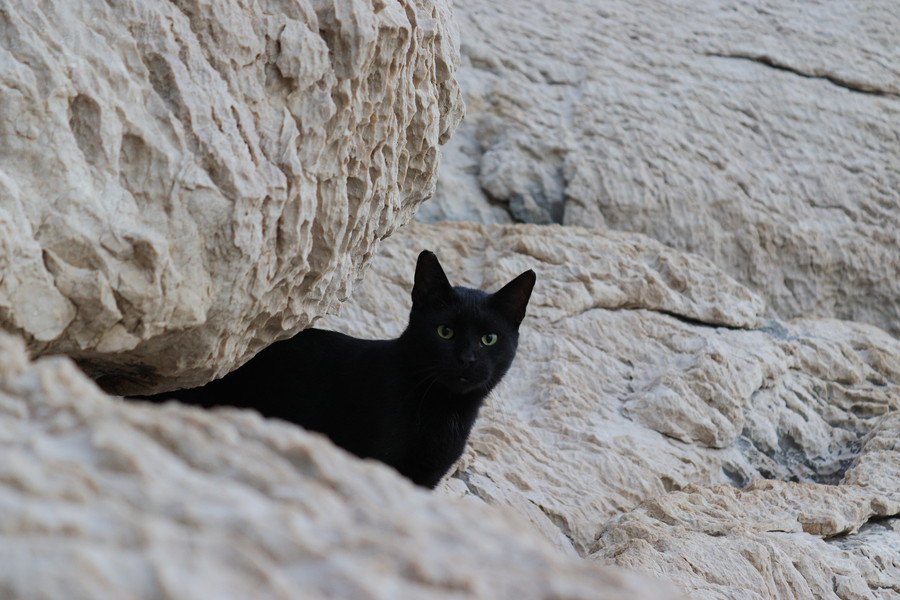 岩にたたずむ黒猫