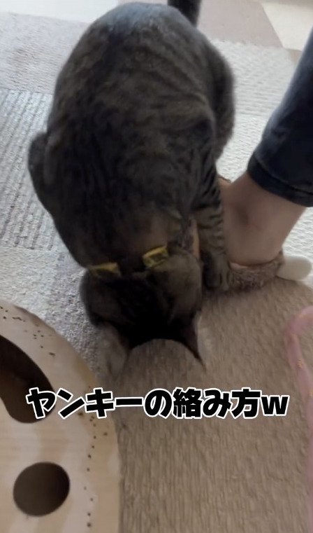 スリッパに噛み付く猫