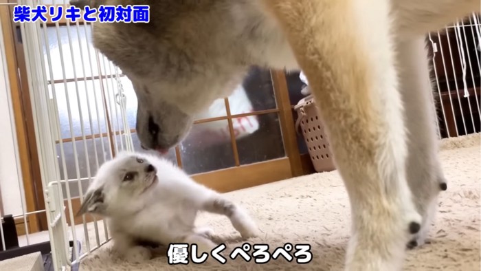 犬に舐められる子猫