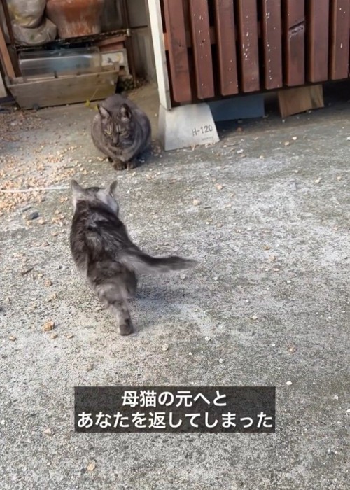 母猫に向かって歩く子猫の後ろ姿