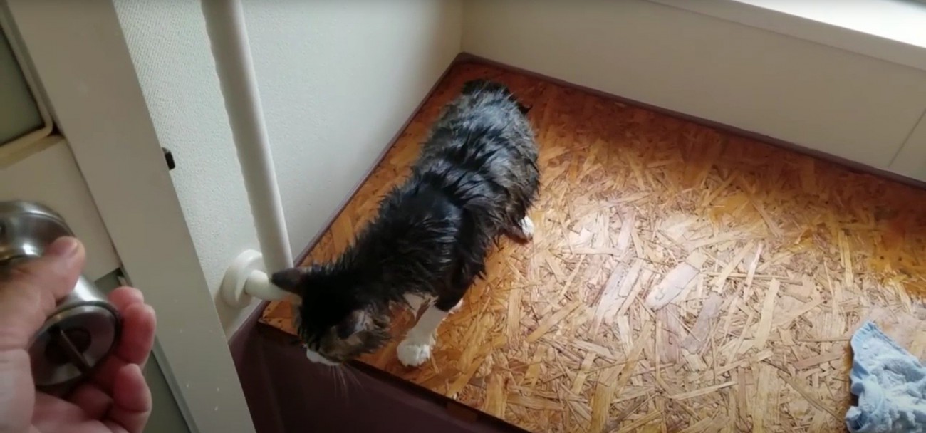 毛づくろいをしている猫