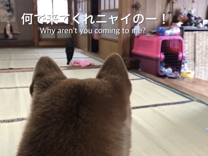 黒猫のアピールを落ち着いて見守る柴犬